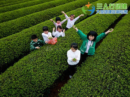 亲子采茶