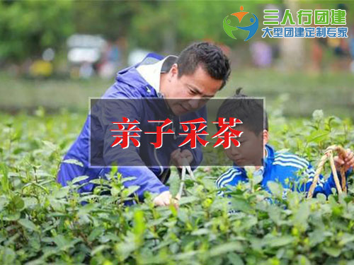 亲子采茶